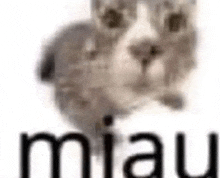 Miau GIF - Miau GIFs