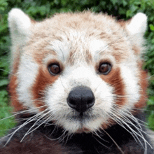 The Wize Red Panda GIF - The Wize Red Panda Wubby GIFs