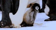 Penguin Child GIF - Penguin Child Freedom GIFs