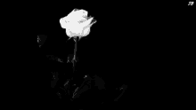 Withering Flowers GIF - Withering Flowers Rose GIFs