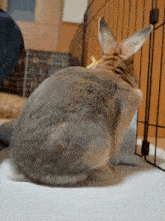 the back of a rabbit sitting on a white surface