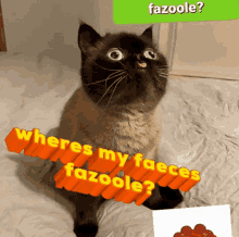 Faeces Fazoole GIF - Faeces Fazoole Cat GIFs
