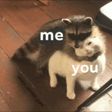a raccoon is hugging a cat on the floor .