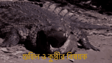 a crocodile is laying on the ground with its mouth open in front of a sign that says ' crocodile '