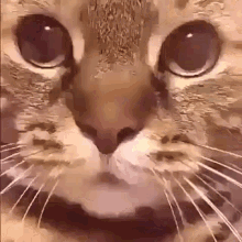 Angry Cat Furious GIF - Angry Cat Furious Bad Cat GIFs
