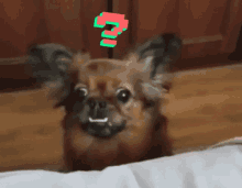 ემი Wtf Dog GIF - ემი Wtf Dog Doge Meme GIFs