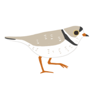 a small bird with a black and white stripe on its head