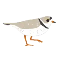 a small bird with a black and white stripe on its head