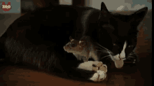 Friends? GIF - Cat Mouse Cats GIFs