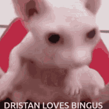 Dristan Ilovebingus GIF - Dristan Ilovebingus Bingus GIFs