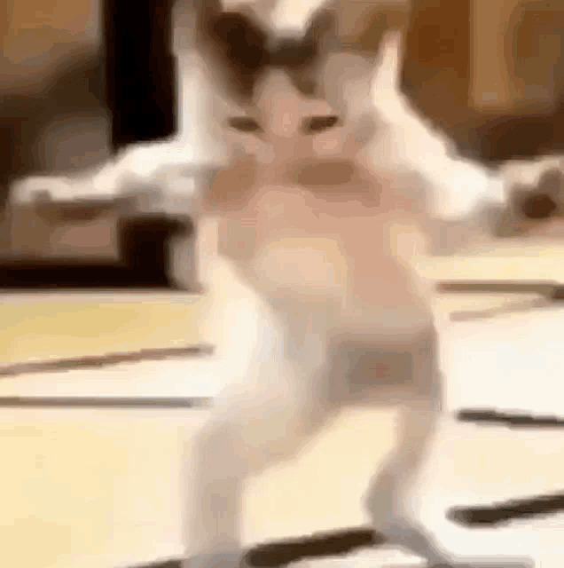 Cat Meme Cat Meme Dance GIF - Cat Meme Cat Meme Dance Cat Dancing Meme GIFs