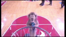 Digibyte Meme GIF - Digibyte Meme Basketball GIFs