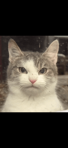a gray and white cat is looking at the camera with a serious look on its face