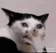 a black and white cat is covering its face with its paws .