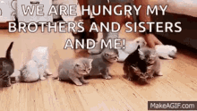 Wrangling Cats Kittens GIF - Wrangling Cats Kittens We Are Hungry GIFs