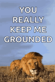 You Really Keep Me Grounded Lion GIF - You Really Keep Me Grounded Lion Majestic GIFs