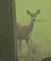 a deer standing in a grassy field looking out of a window