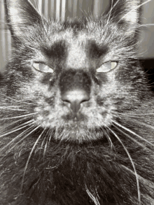 Salem Cat GIF - Salem Cat Cute GIFs