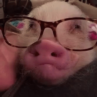 Hip GIF - Pig Pigs Piggy GIFs