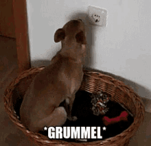 Eingeschnappter Hund GIF - Eingeschnappt Grummel Hund GIFs