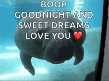 a picture of a manatee with the words boop goodnight and sweet dreams love you above it
