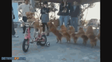 Doggie Tricks GIF - Dog Bike Tricks GIFs