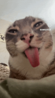 a close up of a cat sticking its tongue out with the caption iamrigbycat