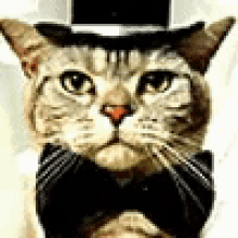 Cat Blank Face GIF - Cat Blank Face GIFs