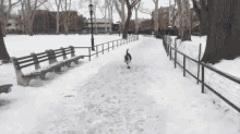a black and white dog walking in the snow near a bench