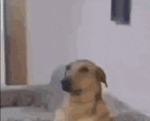 a dog is sitting on a couch in a living room and looking at the camera .