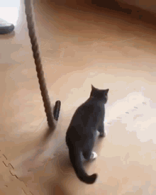 Strong Kitty Rope GIF - Strong Kitty Rope Cat Climbing GIFs