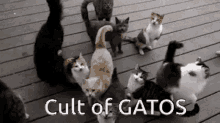 Cult Of Gatos GIF - Cult Of Gatos GIFs