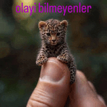 a small leopard kitten is sitting on a person 's finger .
