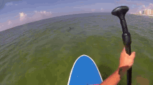6 Foot Hammerhead Just Cruising Through Destin, Fl GIF - Hammerhead Sharks Ocean GIFs