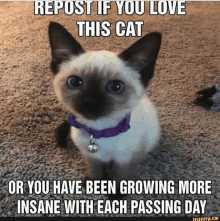 a cat with a purple collar is sitting on a carpet with a caption that says repost if you love this cat