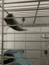Hamster Mission Impossible GIF - Hamster Mission Impossible Ethan Hunt GIFs