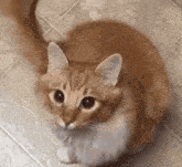 Orange Cat GIF - Orange Cat Orange Cat GIFs