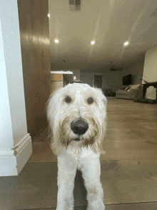 a small white dog is standing in a living room