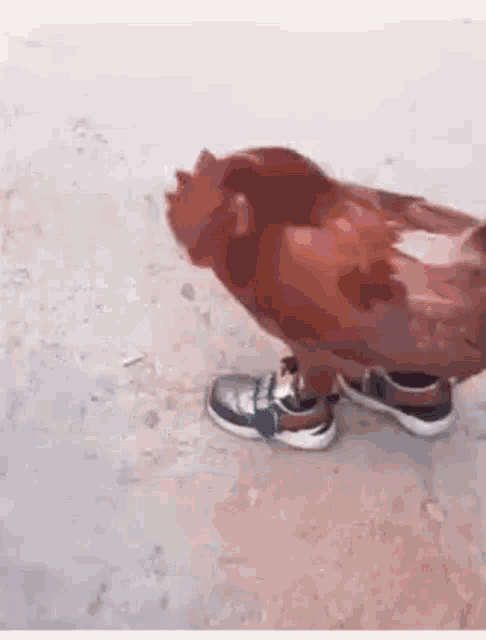 Chicken GIF - Chicken GIFs