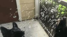 Dog Bubbles GIF