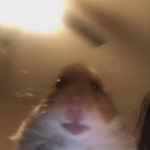 Hamster Meme GIF - Hamster Meme Staring GIFs
