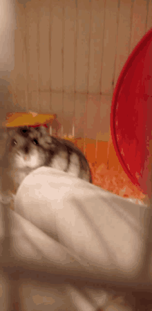 Wait What Hamster Meme GIF - Wait What Hamster Meme Nani GIFs