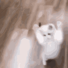Fknbnuy Cat GIF - Fknbnuy Cat Attack GIFs