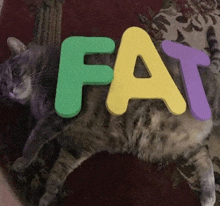 a cat is laying on the floor with foam letters that spell fat