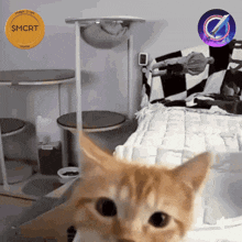 a cat is looking at the camera with a $ mcrt coin behind it