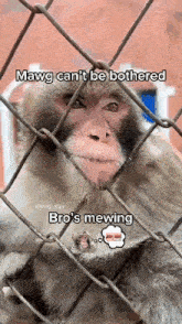 Monkey Mewing GIF - Monkey Mewing Mawg GIFs