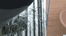 a person is standing in front of a window with a plant in a pot .
