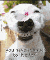 Dog Butterfly You GIF