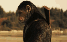 Looking Over GIF - War For The Planet Of The Apes Caesar Andy Serkis GIFs