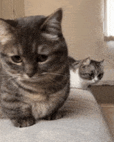two cats are sitting on a couch one is looking at the camera